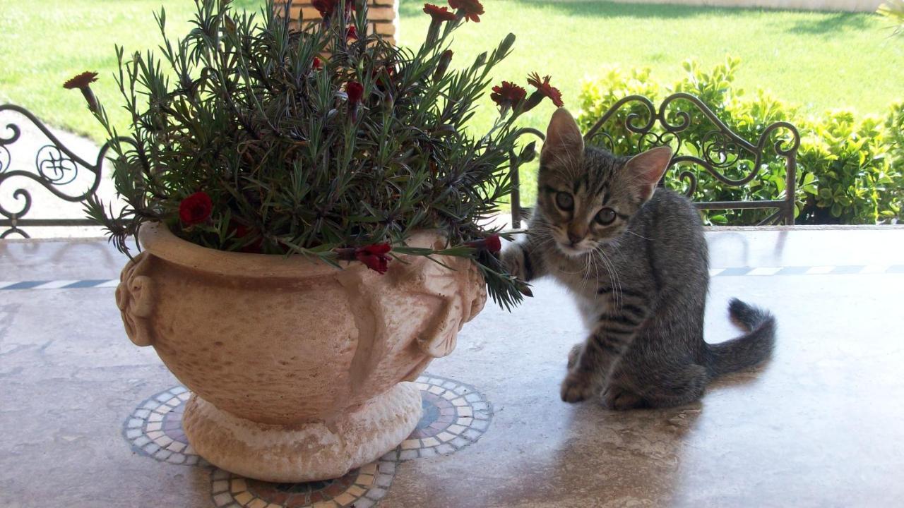 Il Giardino Degli Ulivi Bed & Breakfast Canneto  Екстериор снимка