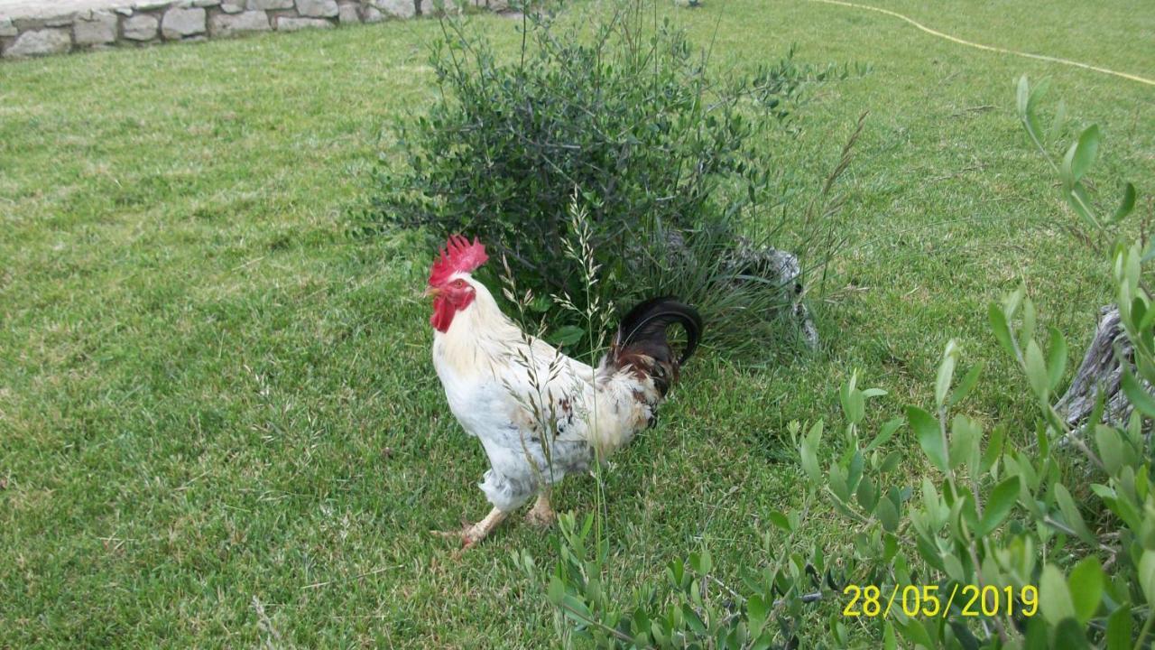 Il Giardino Degli Ulivi Bed & Breakfast Canneto  Екстериор снимка
